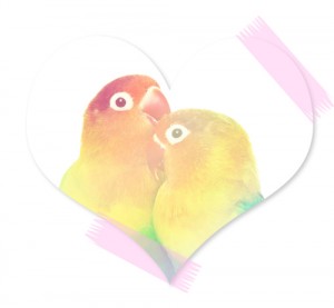 lovebird